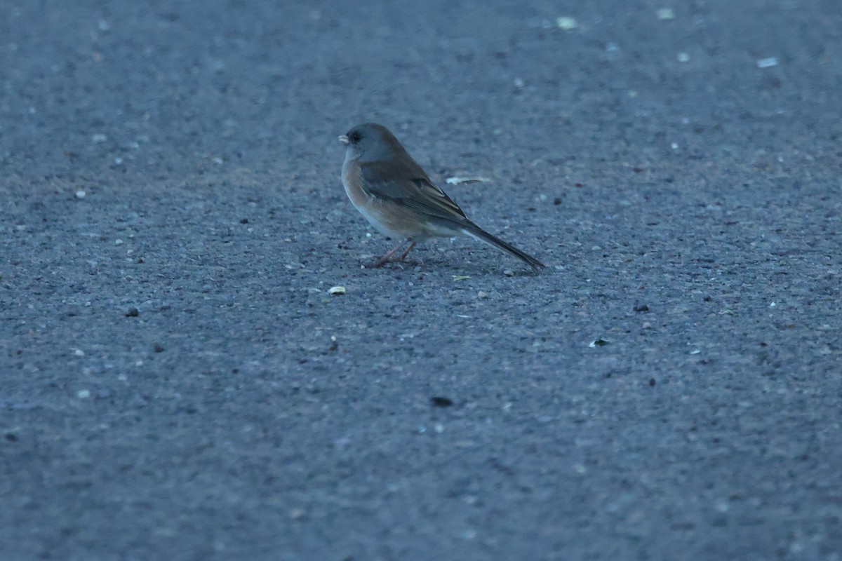 Dark-eyed Junco (Pink-sided) - ML624139941