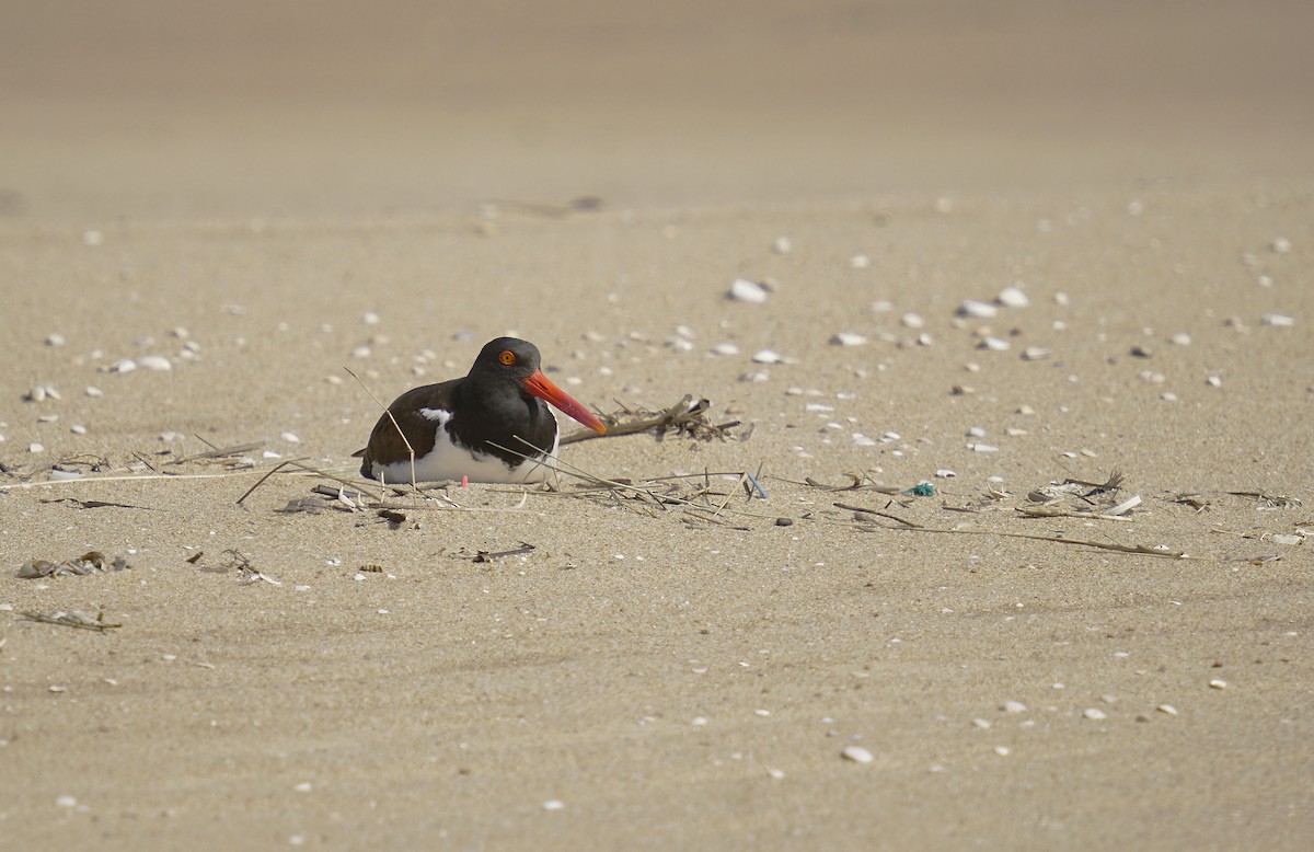 American Oystercatcher - ML624139945