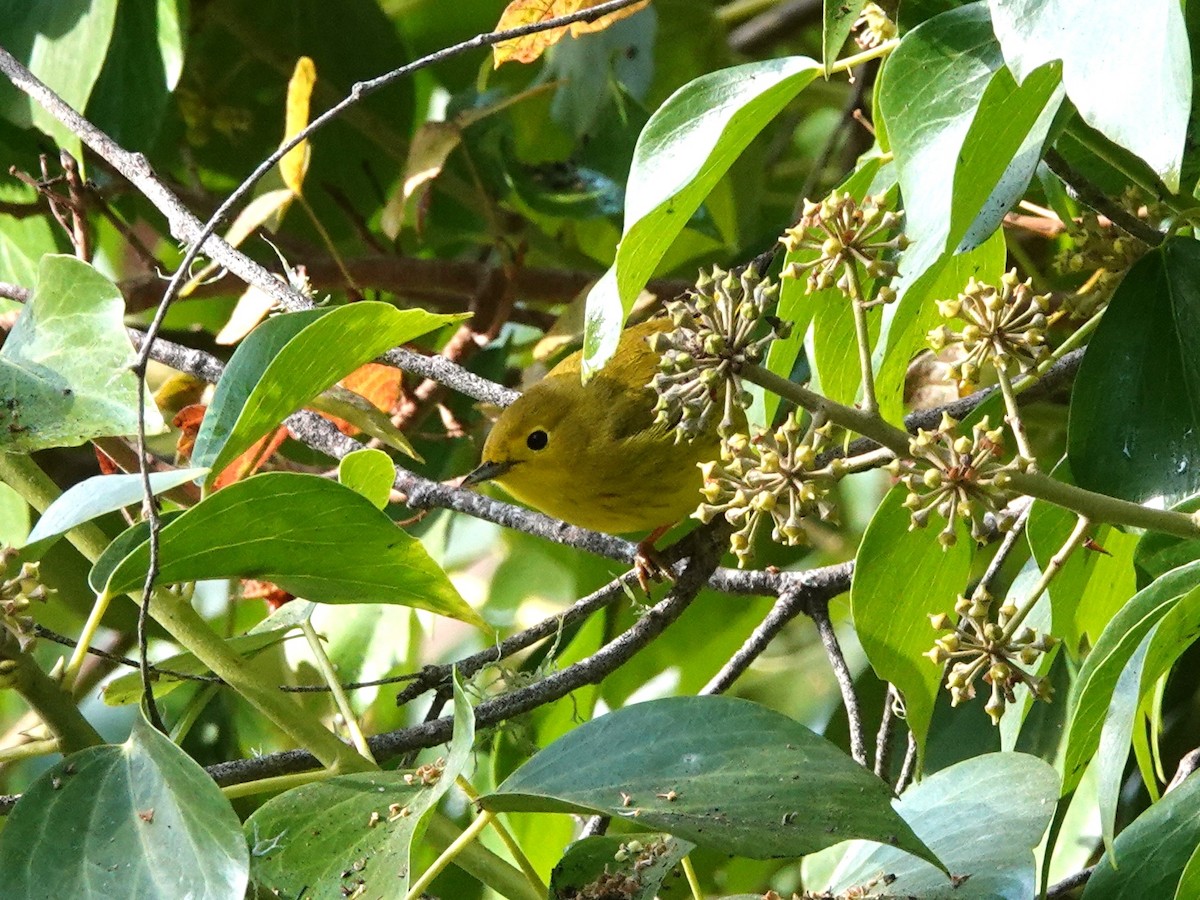 Yellow Warbler - ML624139958