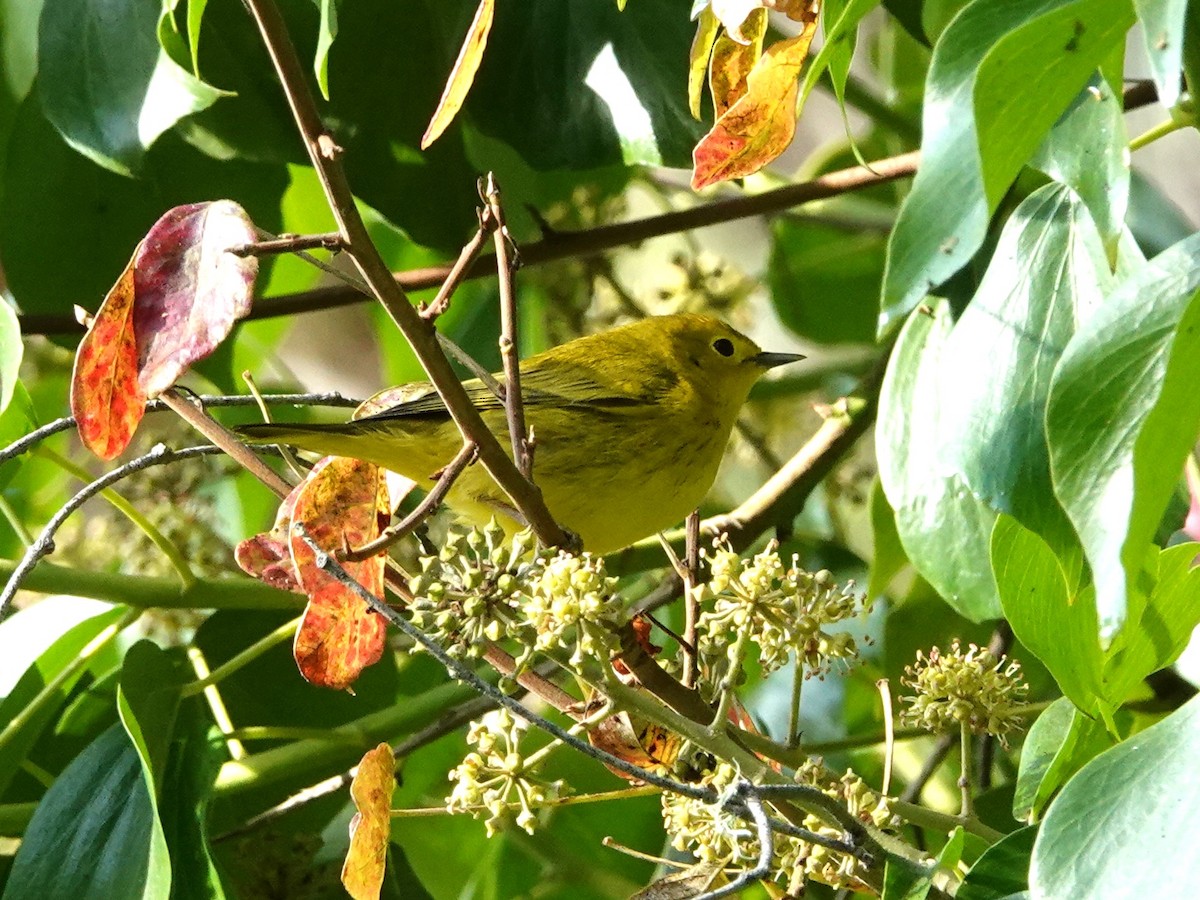 Yellow Warbler - ML624139959