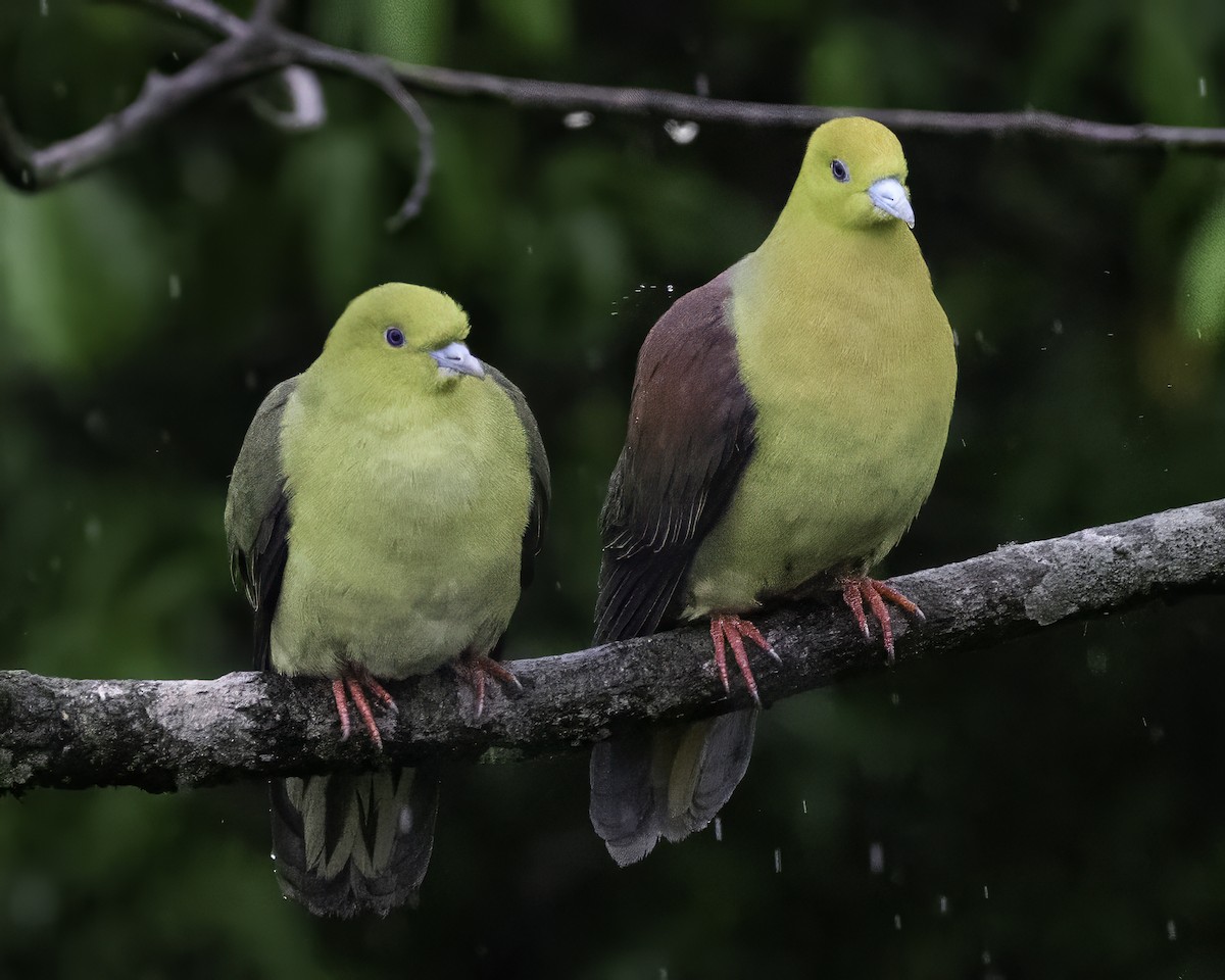 Wedge-tailed Green-Pigeon - ML624139962