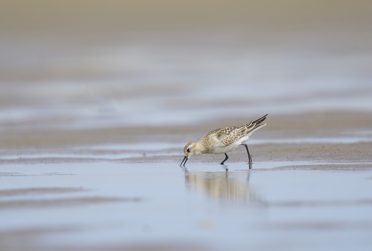 Baird's Sandpiper - Adrian Antunez