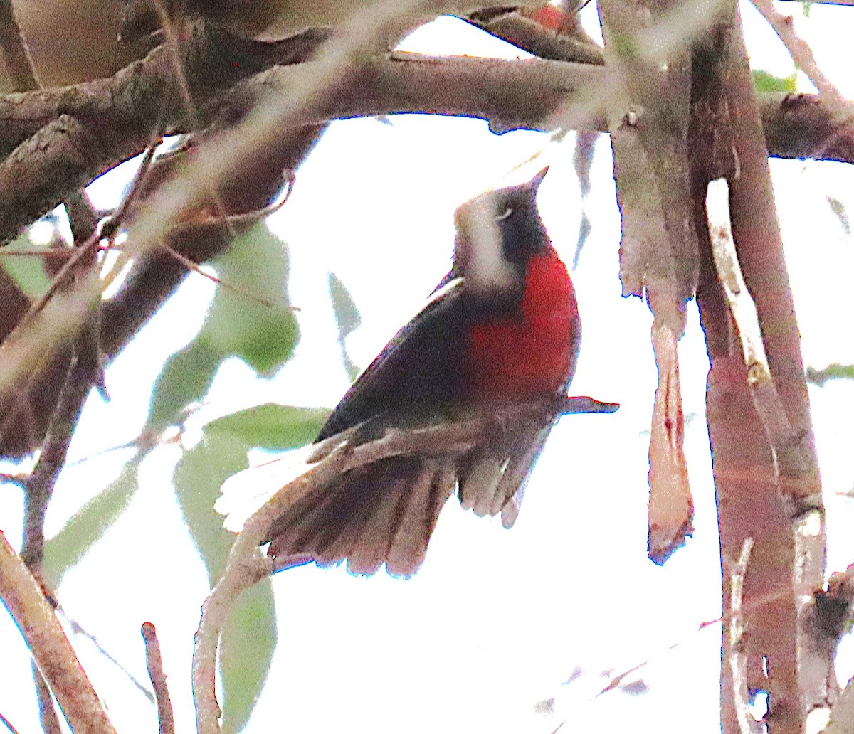 Painted Redstart - ML624140010