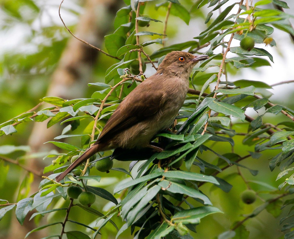 Red-eyed Bulbul - ML624140014