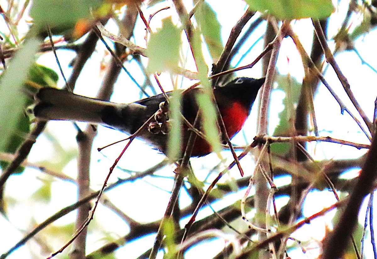 Painted Redstart - ML624140025