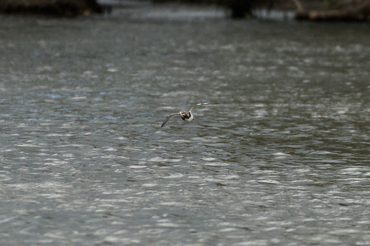 Ruddy Turnstone - ML624140031