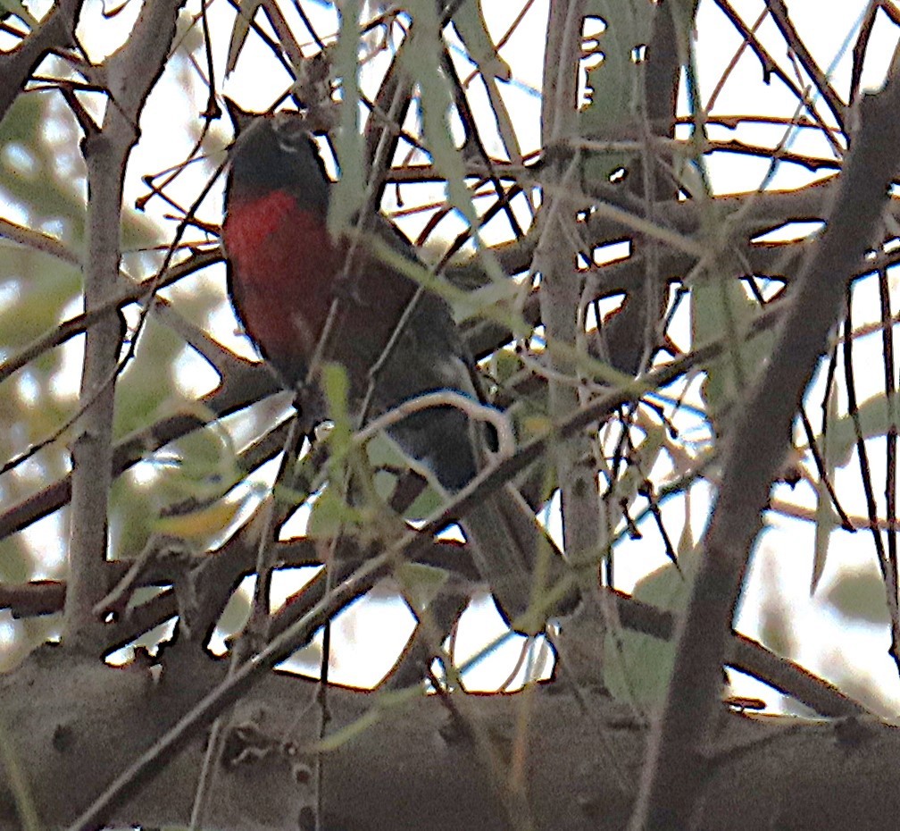 Painted Redstart - Shirley Reynolds