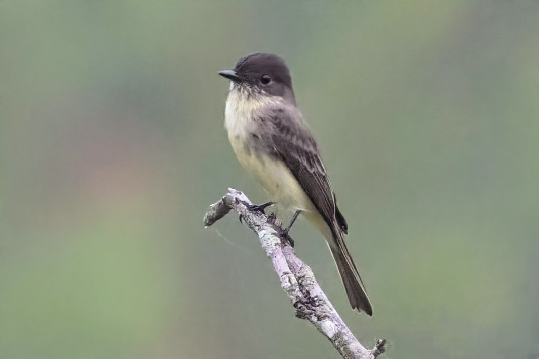 Eastern Phoebe - ML624140052