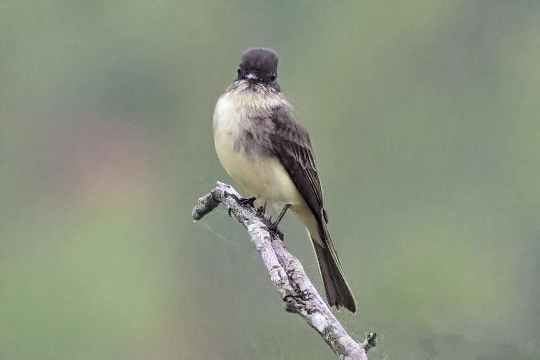 Eastern Phoebe - ML624140053