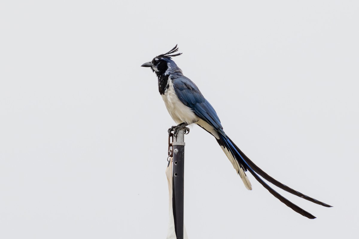 Black-throated Magpie-Jay - Louis Bevier