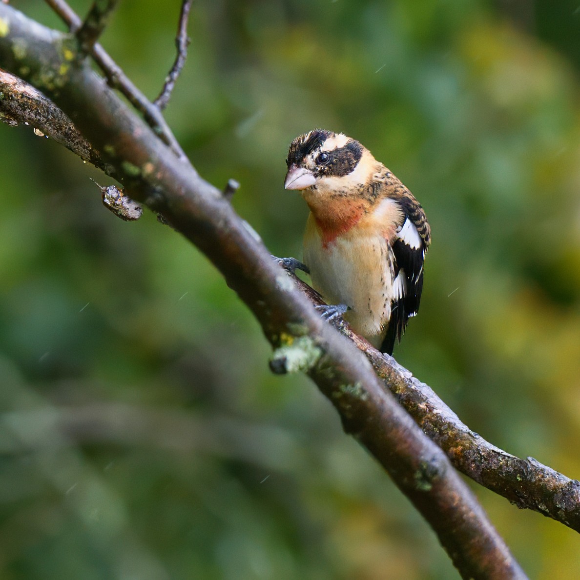 Rose-breasted Grosbeak - ML624140069