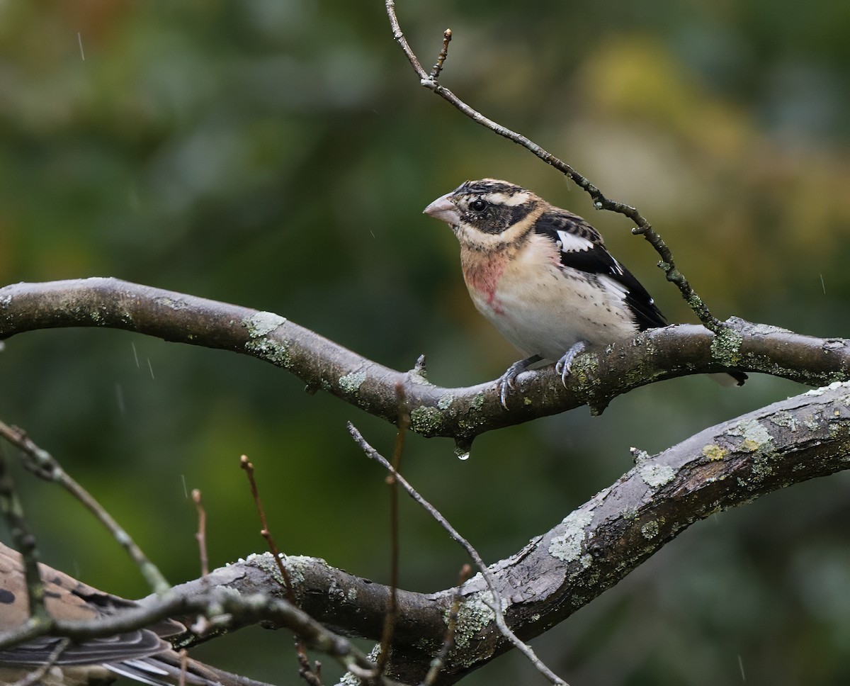 Rose-breasted Grosbeak - ML624140070