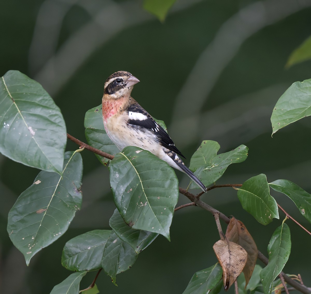 Rose-breasted Grosbeak - ML624140071