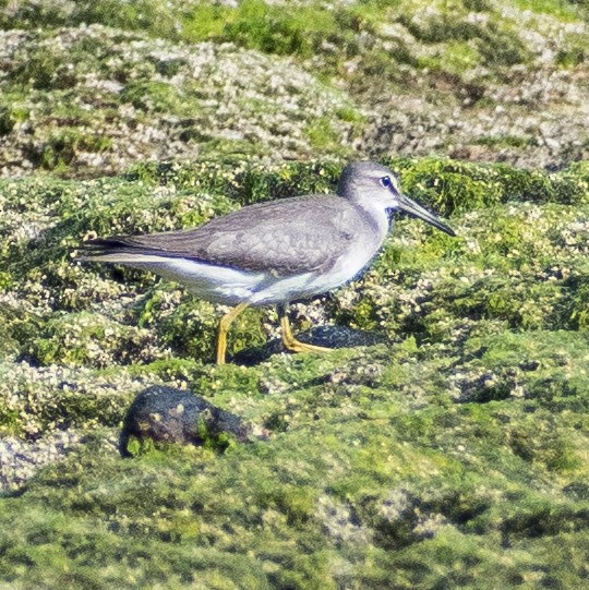 Gray-tailed Tattler - ML624140076