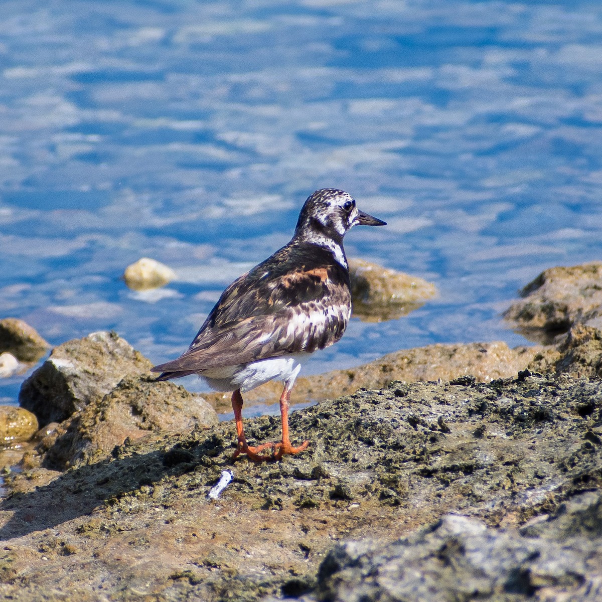 Ruddy Turnstone - ML624140084