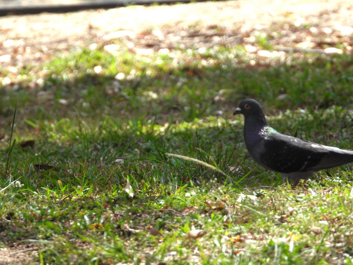 Rock Pigeon (Feral Pigeon) - ML624140100