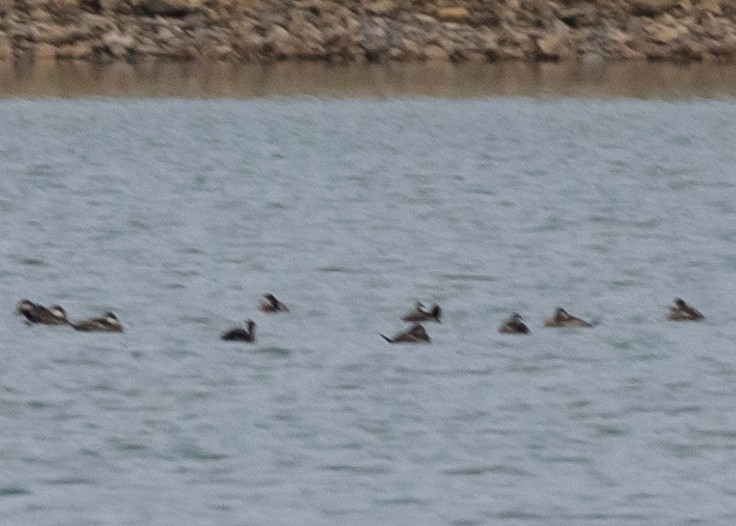 Ruddy Duck - ML624140117