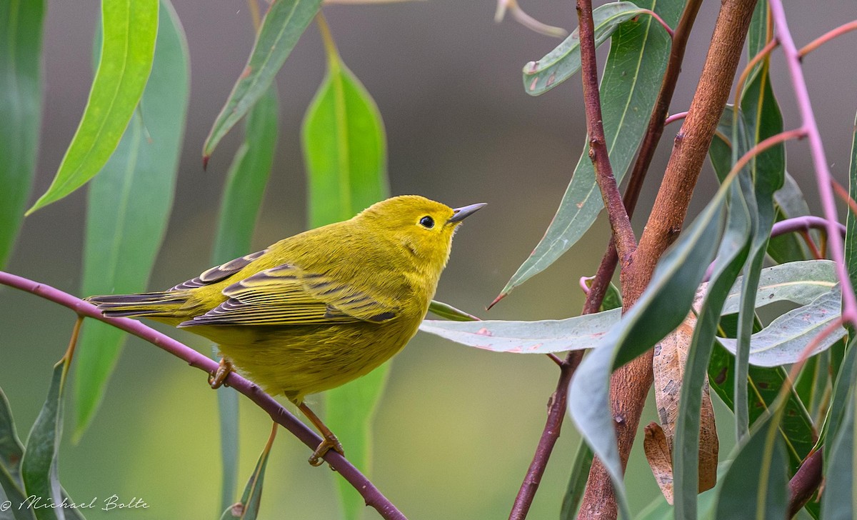 Yellow Warbler - ML624140168