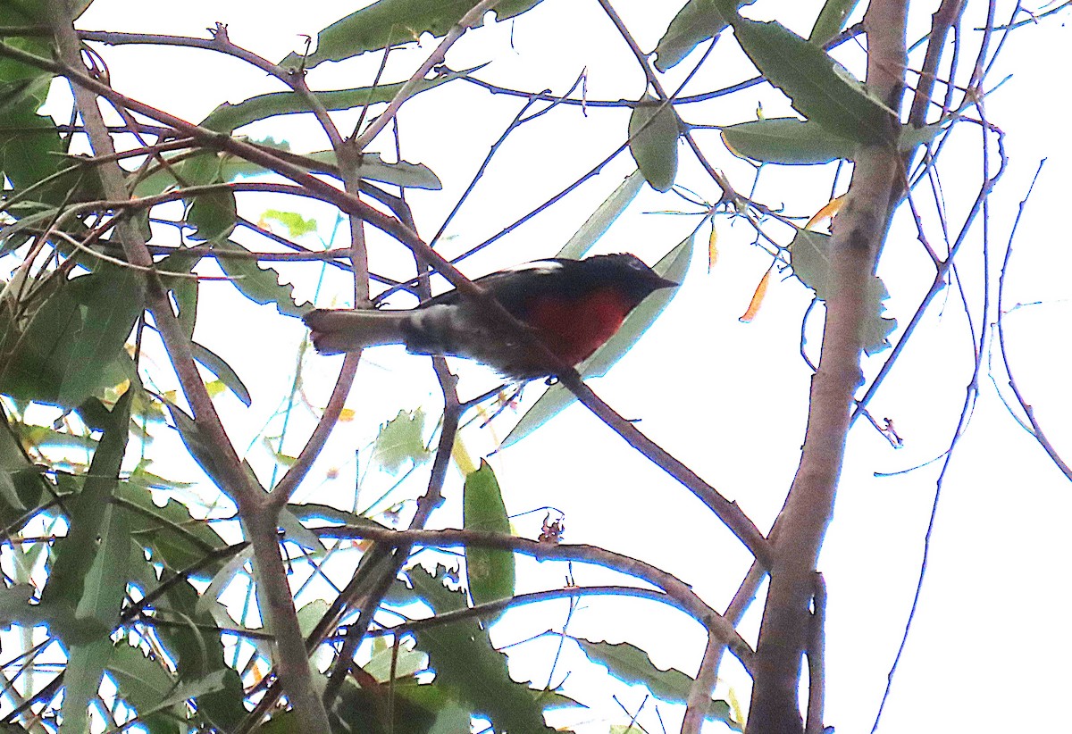 Painted Redstart - ML624140180