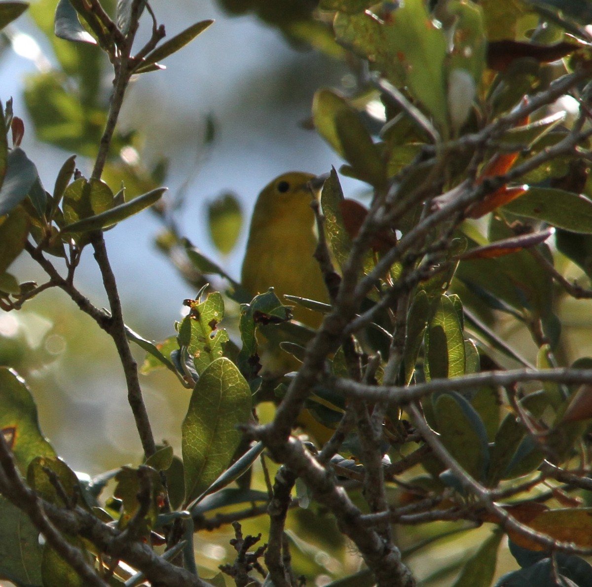 Yellow Warbler - ML624140194