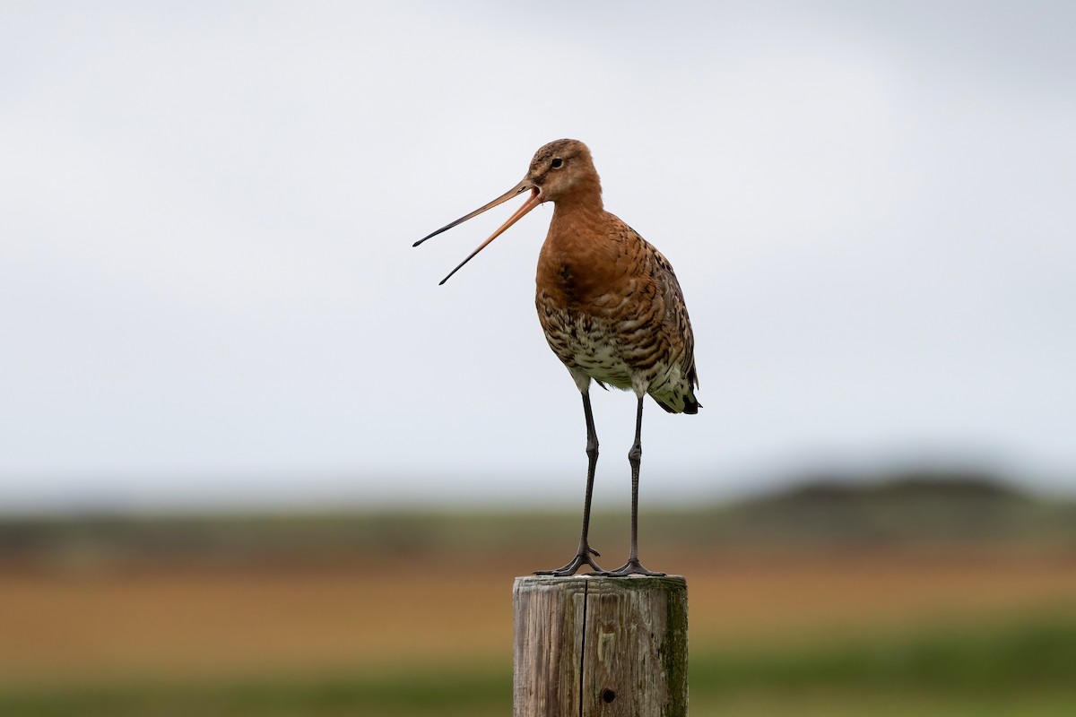 Black-tailed Godwit (islandica) - ML624140196