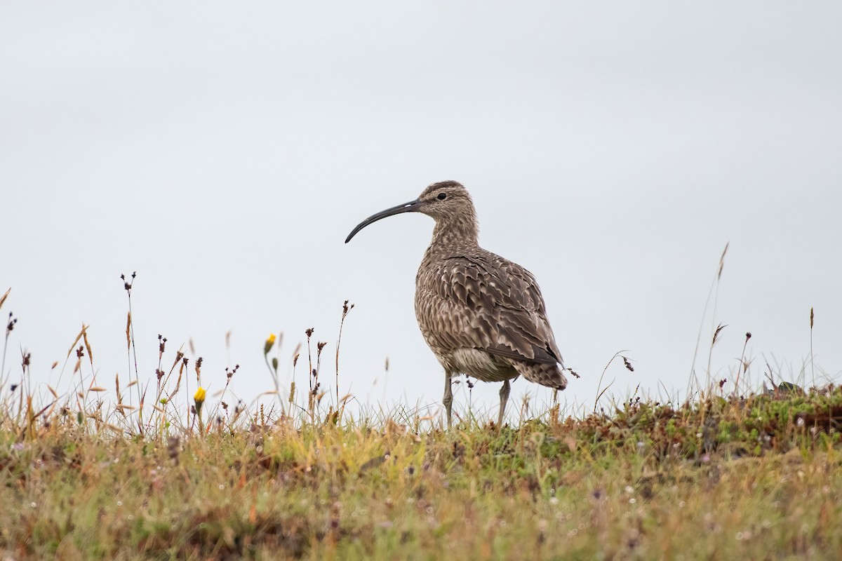 Whimbrel (European) - Heather Van Dyk