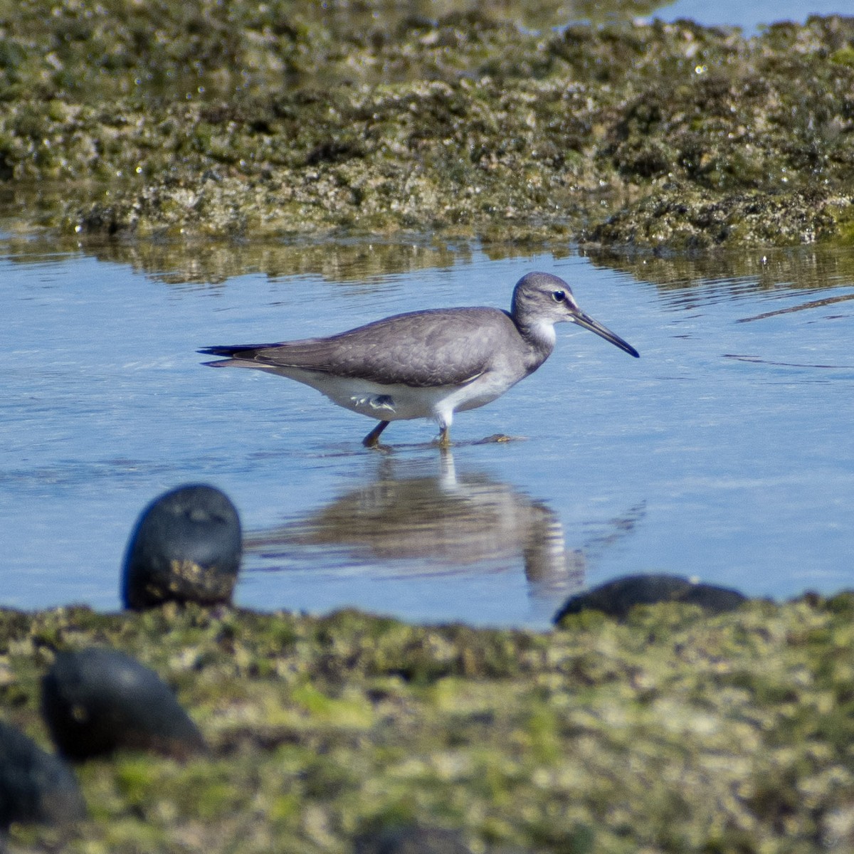 Gray-tailed Tattler - ML624140201