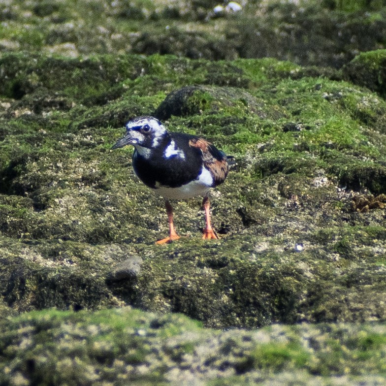 Ruddy Turnstone - Liling Warren