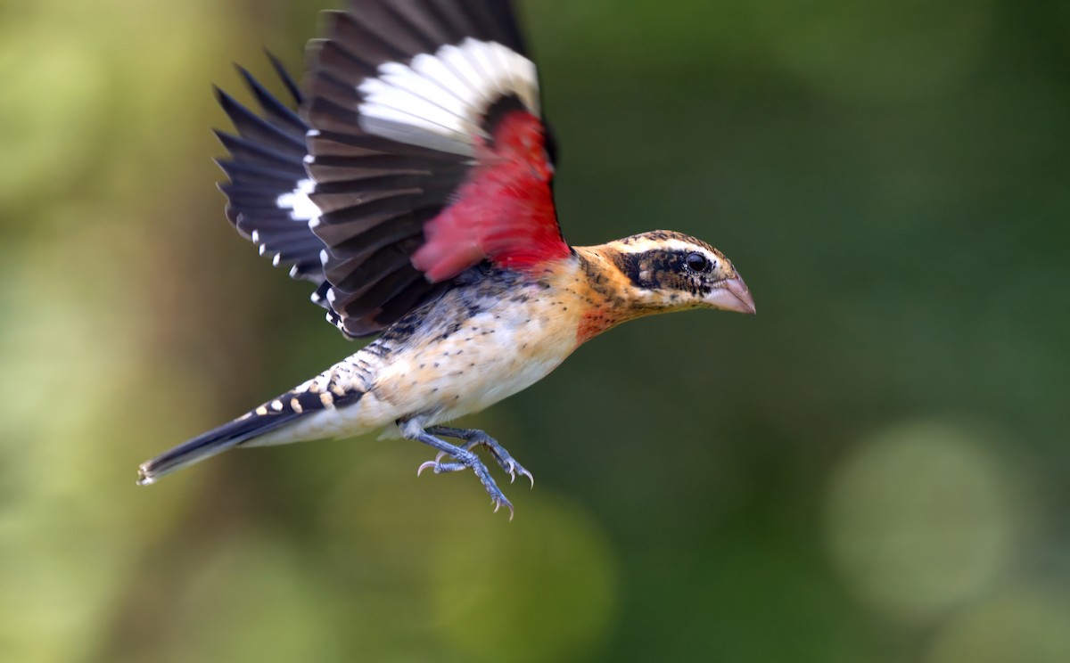 Rose-breasted Grosbeak - Roger Friedman