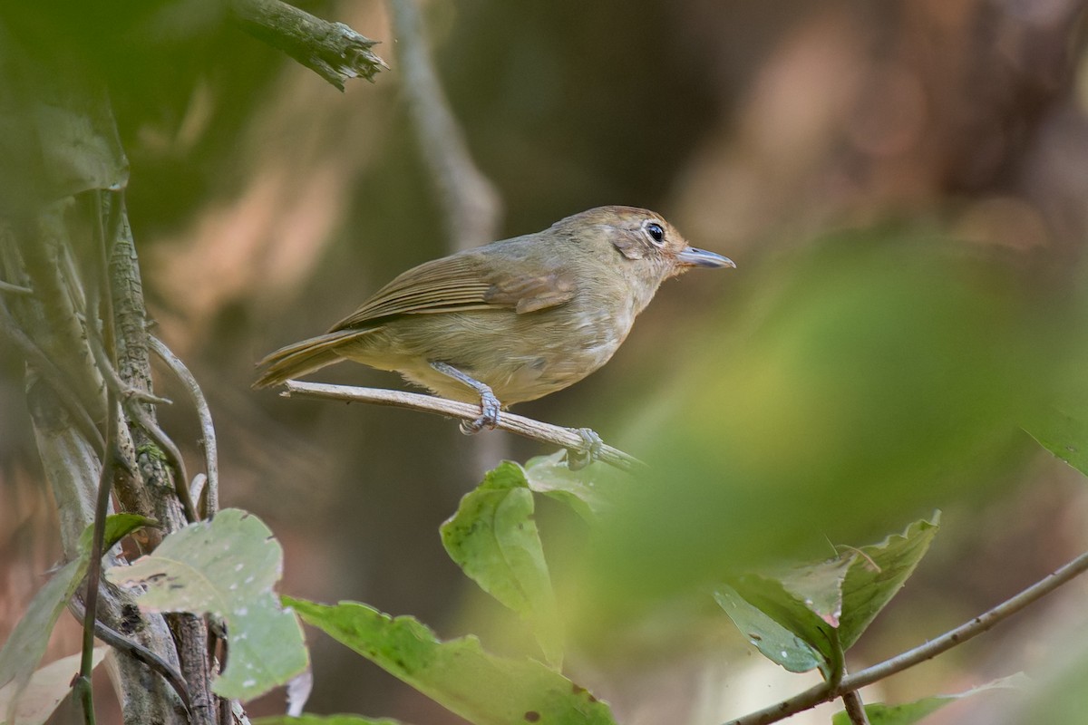 Batarito Cabecigrís - ML624140275