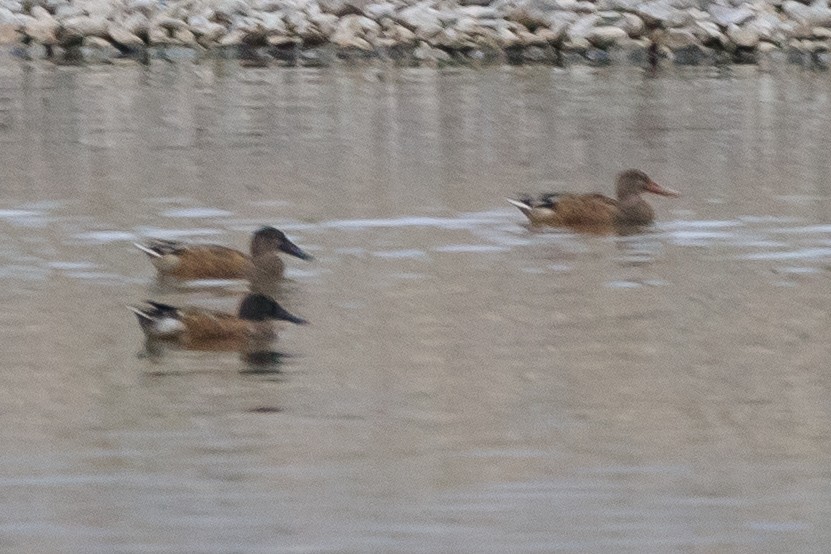 Northern Shoveler - ML624140276