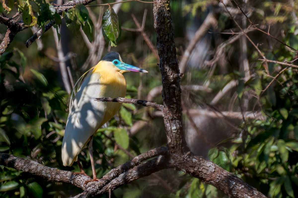 Garza Capirotada - ML624140291