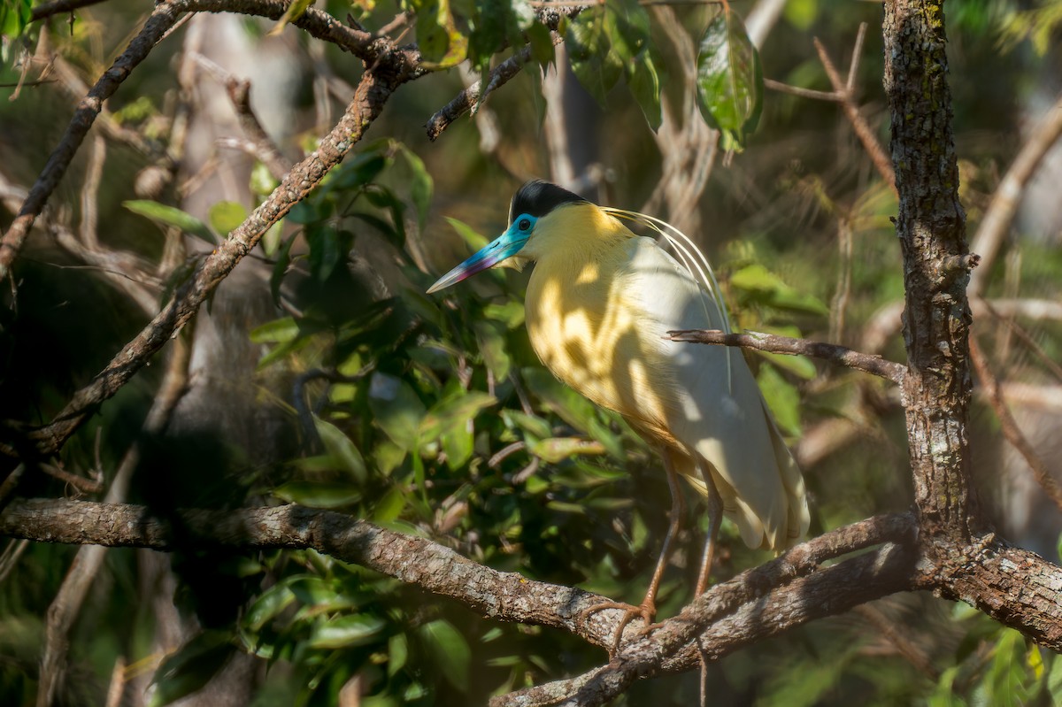 Capped Heron - ML624140293