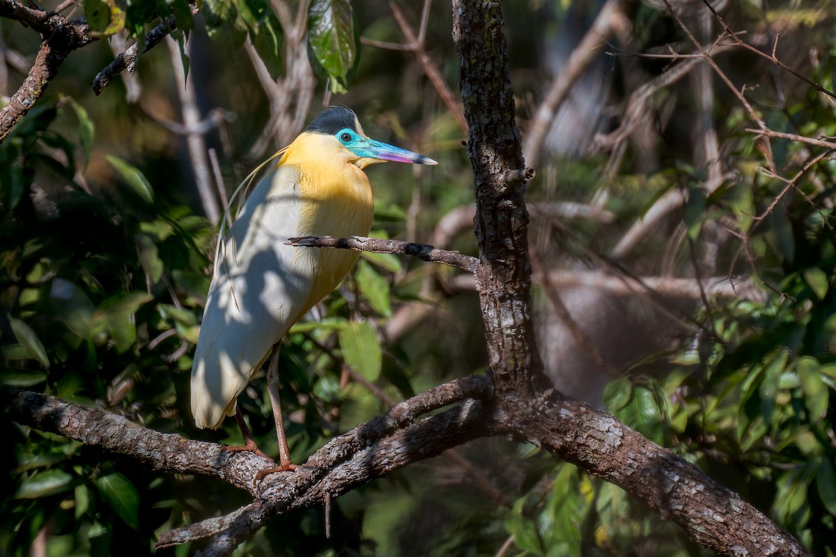 Capped Heron - ML624140295