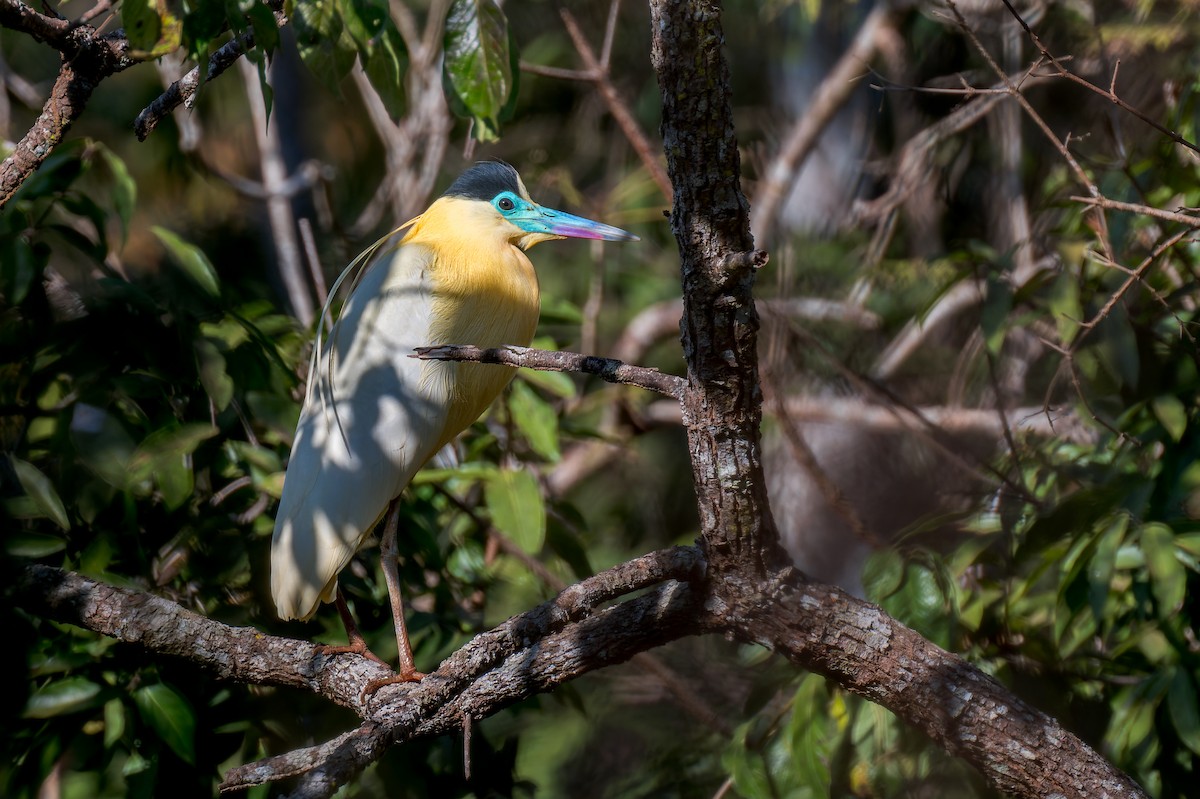 Garza Capirotada - ML624140296