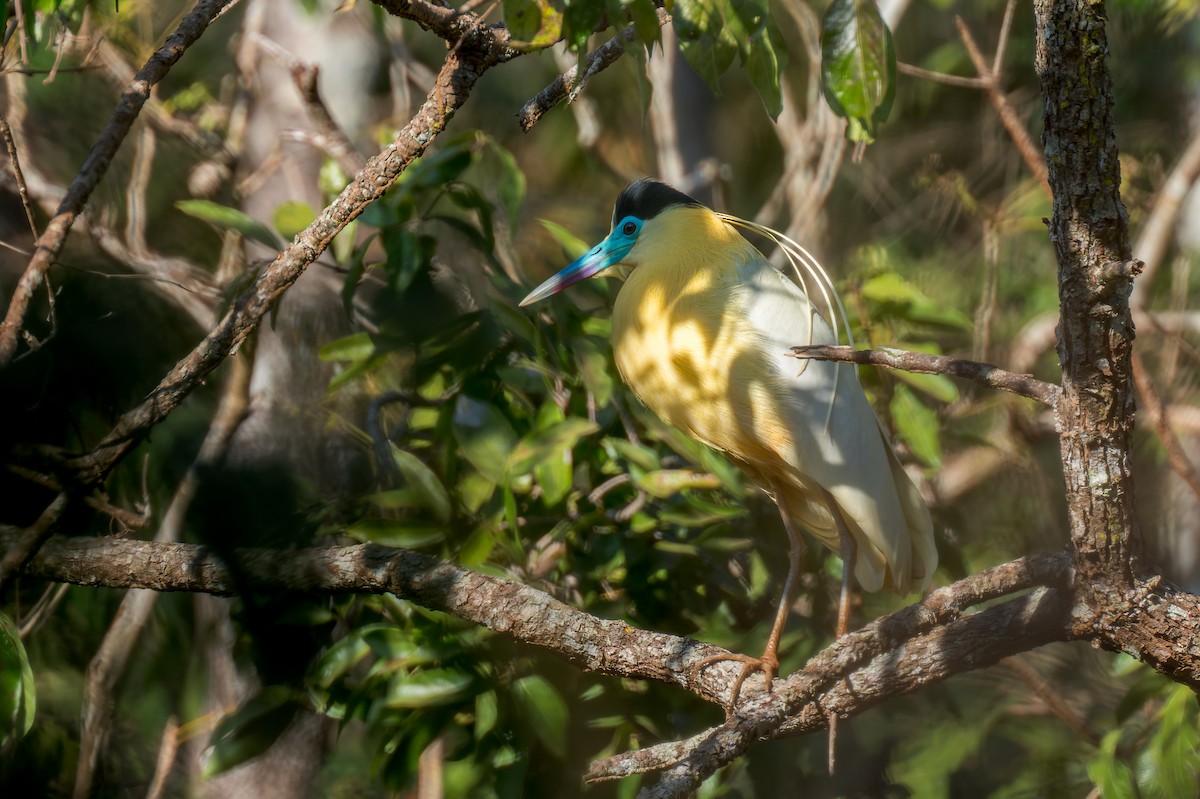 Capped Heron - ML624140297