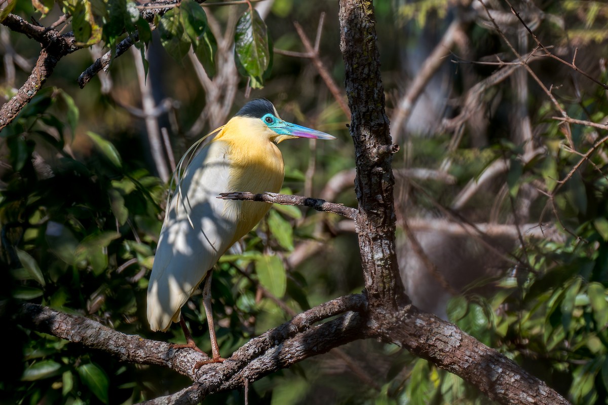 Capped Heron - ML624140298