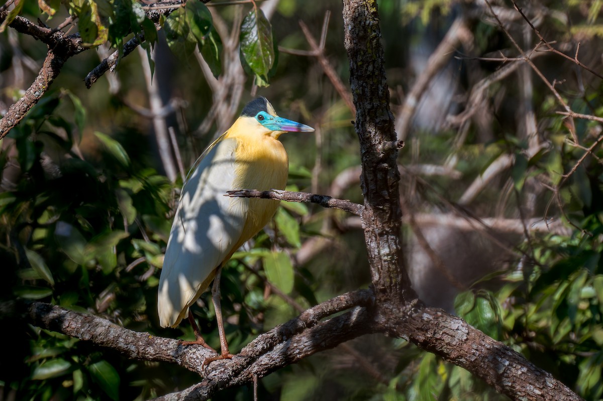 Capped Heron - ML624140299