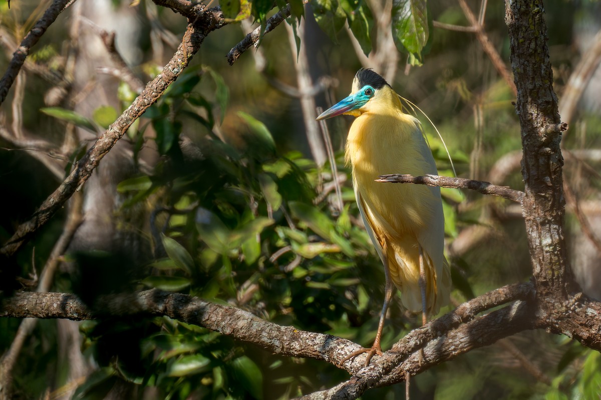 Capped Heron - ML624140300