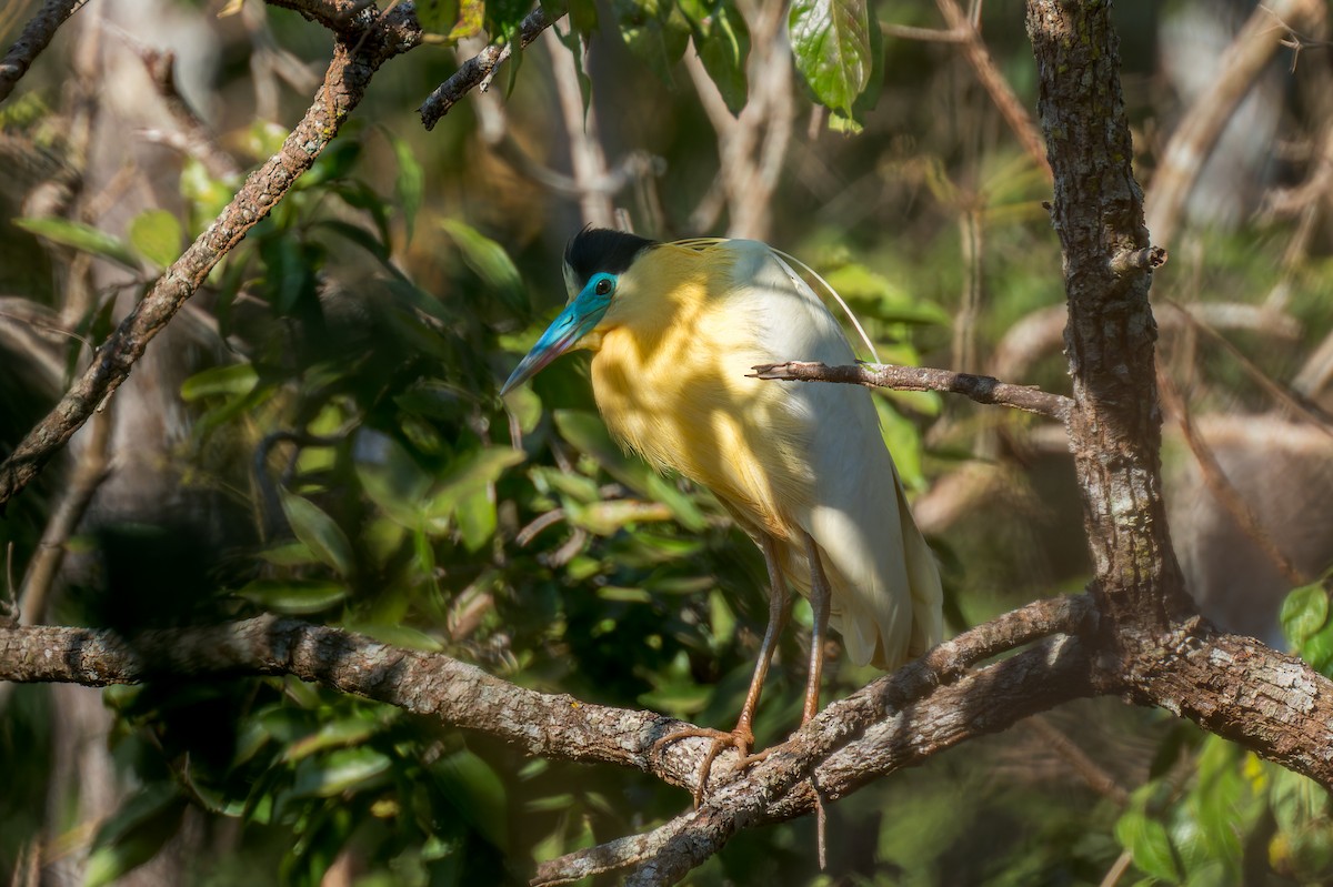 Garza Capirotada - ML624140301