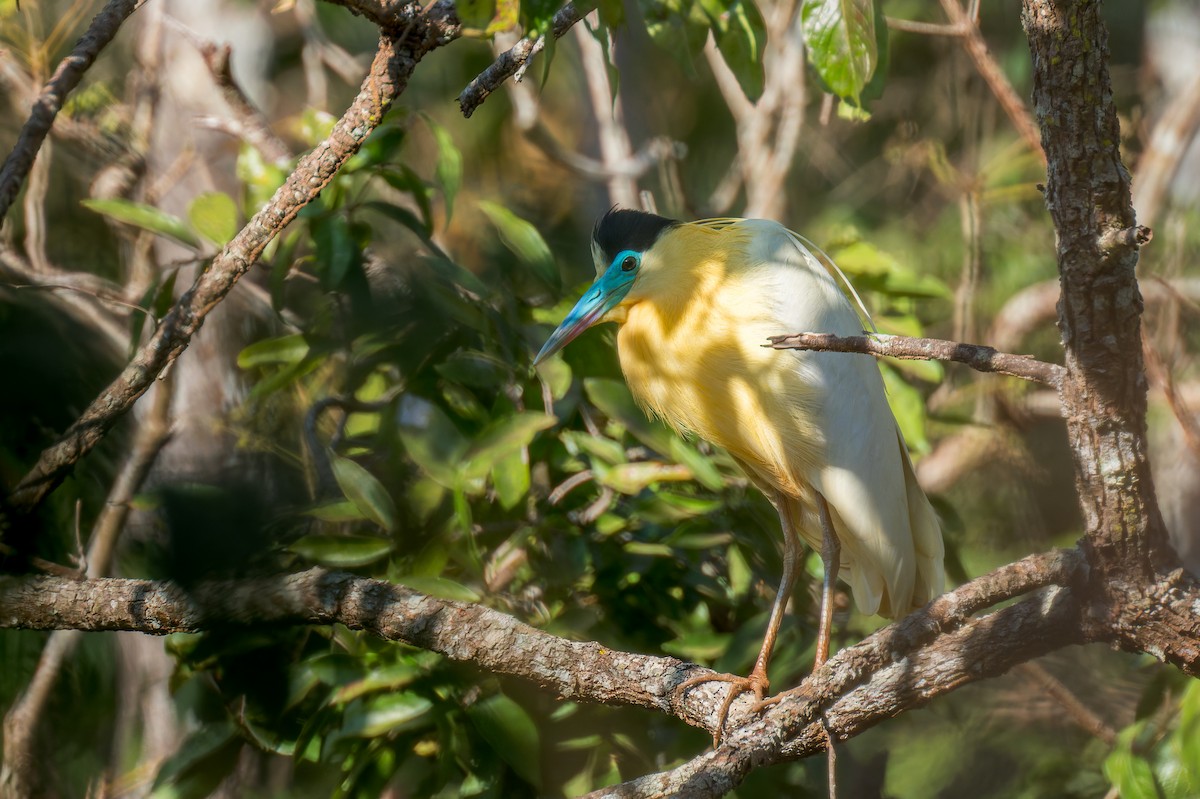 Garza Capirotada - ML624140302