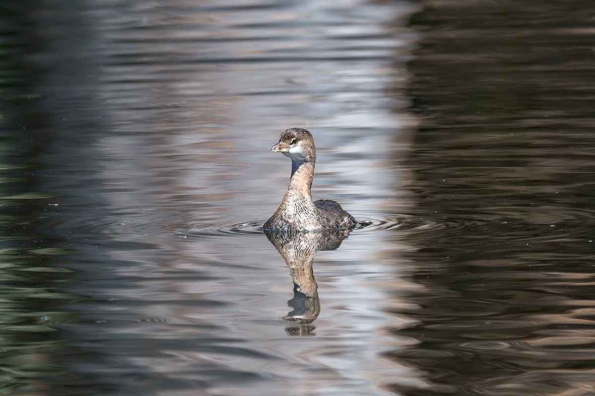 Pied-billed Grebe - ML624140338