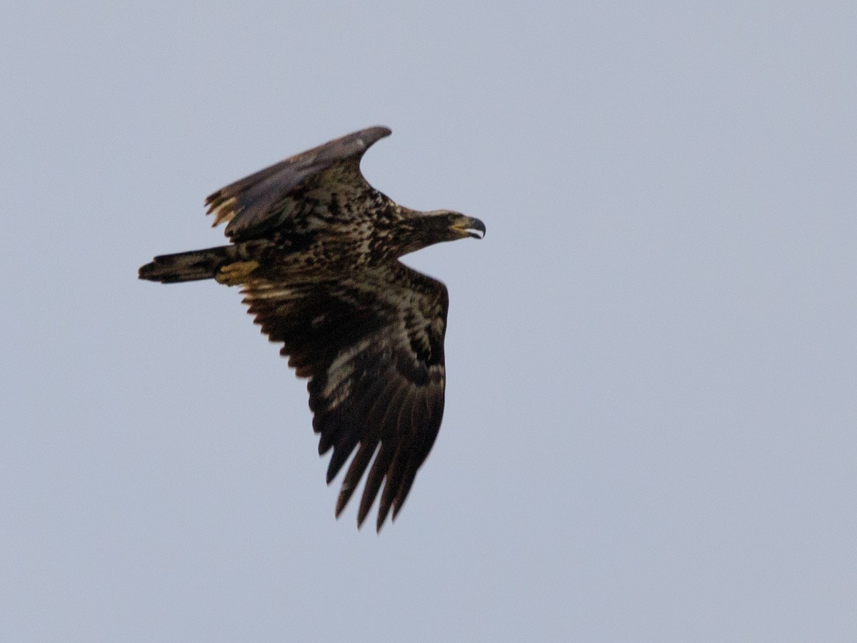 Bald Eagle - ML624140350