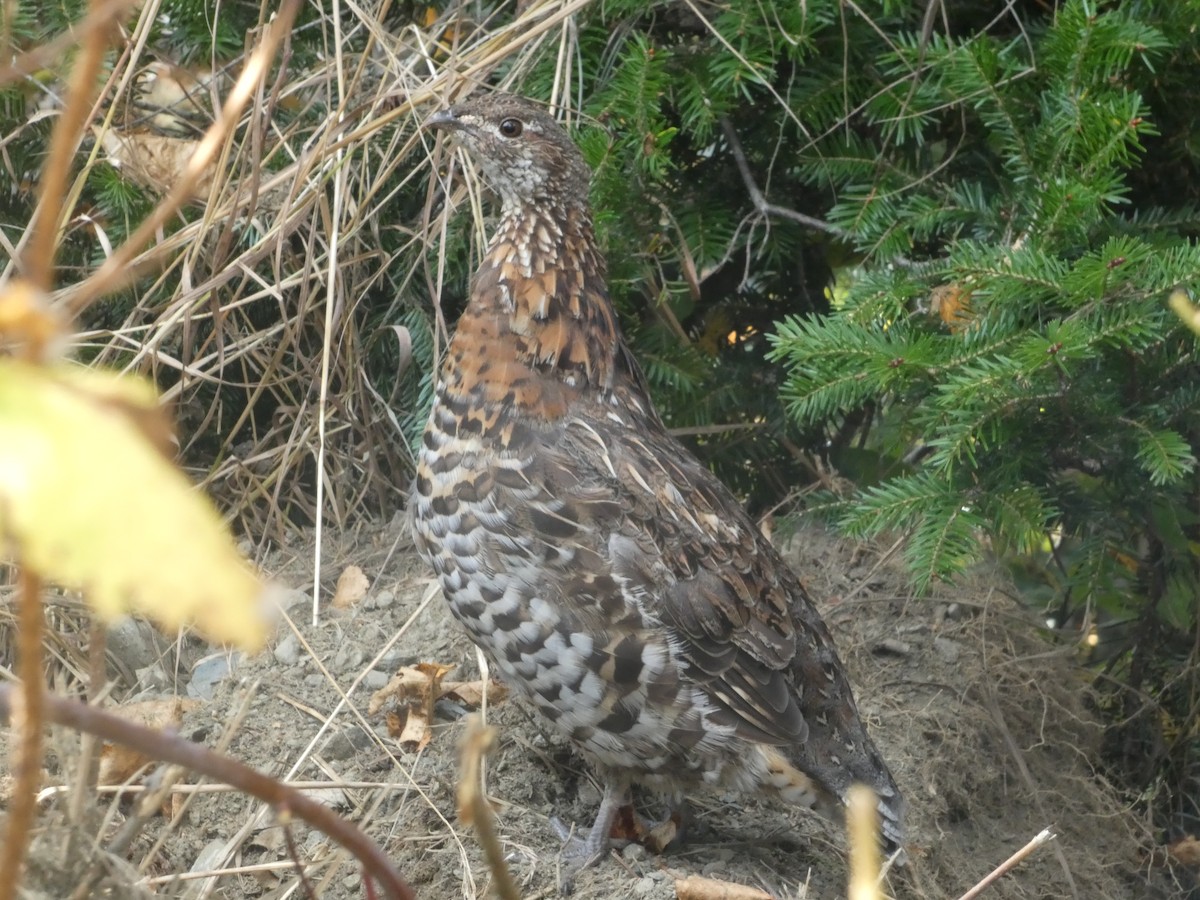 Ruffed Grouse - ML624140352