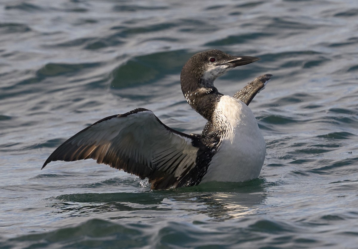 Common Loon - ML624140366