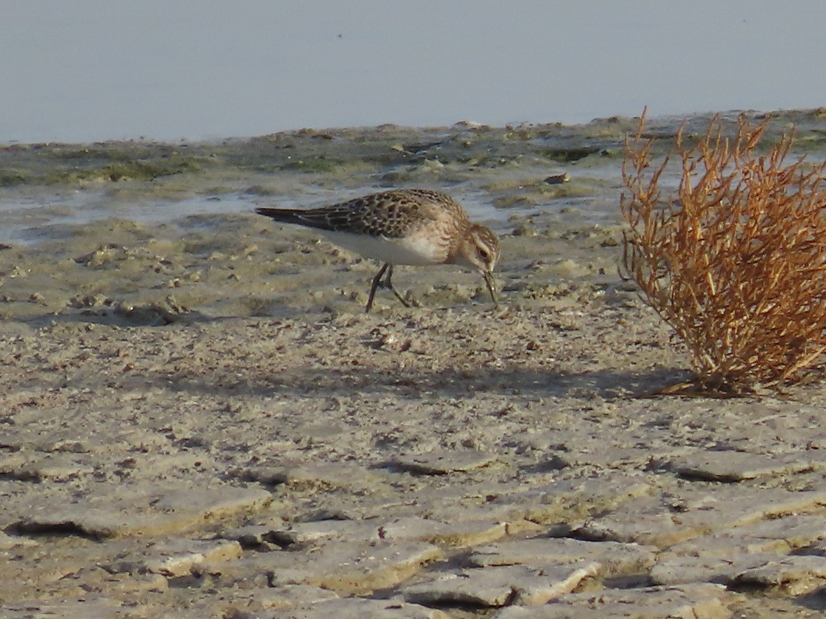 Baird's Sandpiper - ML624140367