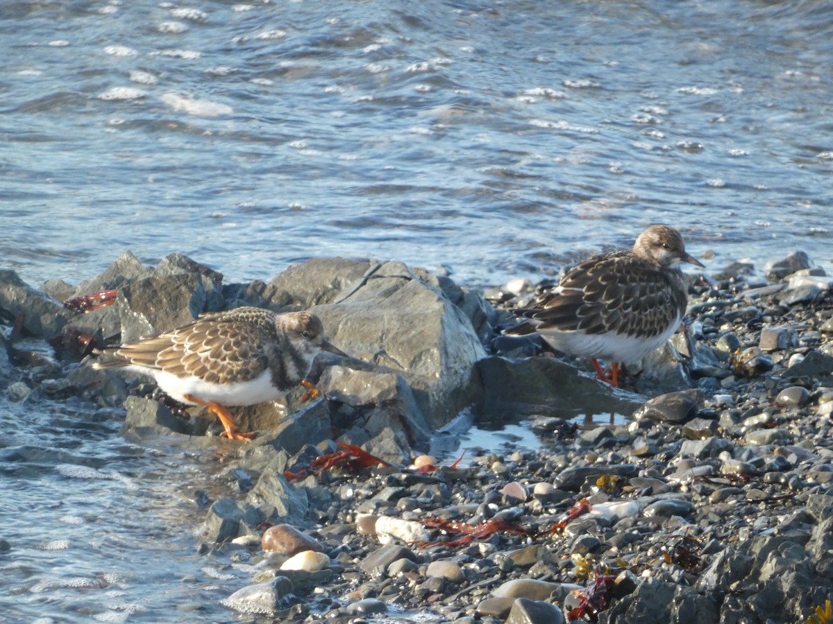 Ruddy Turnstone - ML624140370