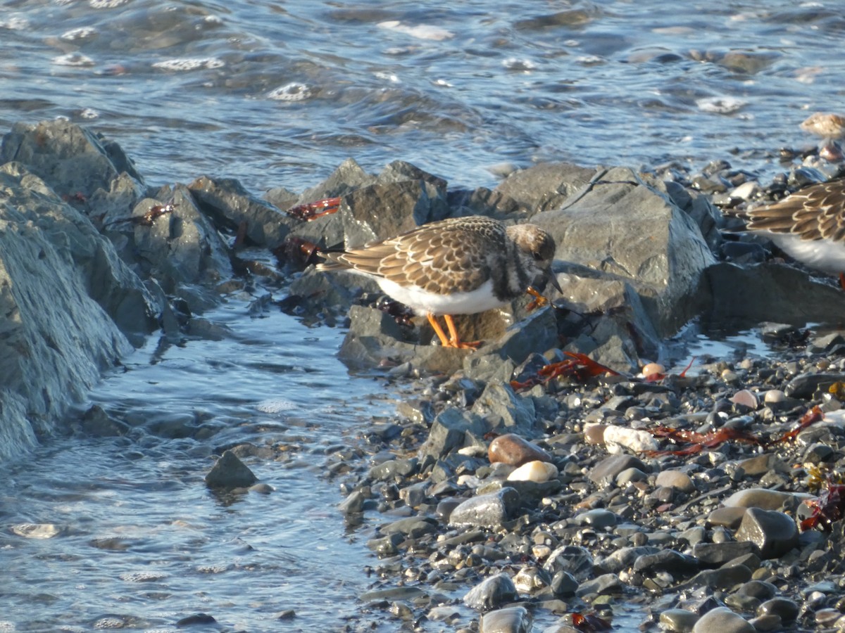 Ruddy Turnstone - ML624140371