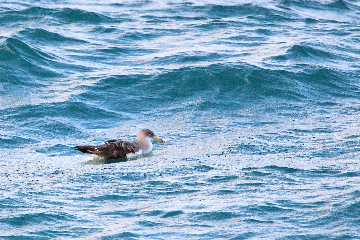 Cory's Shearwater (borealis) - ML624140386