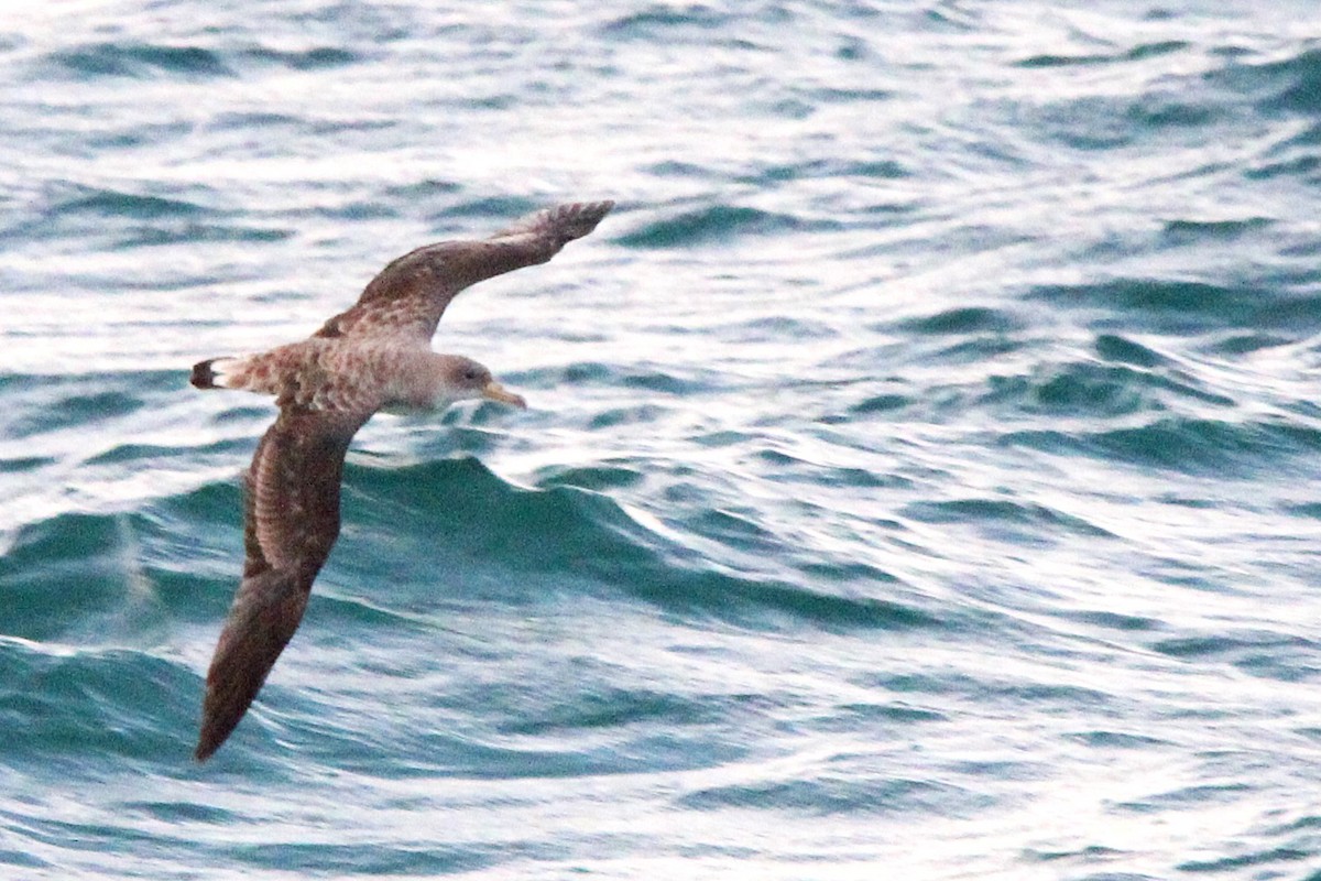 Cory's Shearwater (borealis) - ML624140388